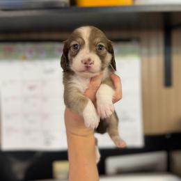 Kitty - Sable female Dachshund puppy in Nashville, Arkansas from Cuddles n Curls
