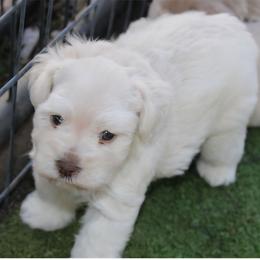 Pearly Jean - Wheaten female Miniature Schnauzer puppy in Ferndale, Washington from Blackhorse Schnauzers Washington state