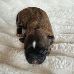 Cocoa - Merle female Shihpoo puppy in Rural Retreat, Virginia from Kopydlowski's Shihpoo and Shichon pups