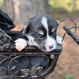 Sister - Black and white female American Corgi puppy in Nashville, Arkansas from Whisenhunt Farms