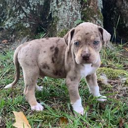 Grey collar male - Red merle male Catahoula Leopard Dog puppy in Gadsden, Alabama from Rich Cat’s