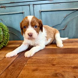 Female 2 - Blenheim female Cavapoo puppy in Beresford, South Dakota from DAKOTA DOOD RANCH