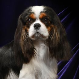 Presley - Cavalier King Charles Spaniel