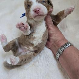 Boy 6 - Tri-color male Bernedoodle puppy in Galt, Missouri from Only Doodles!