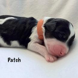Patch - Black and white male Bernedoodle puppy in Pottstown, Pennsylvania from Willow-Be Doodles