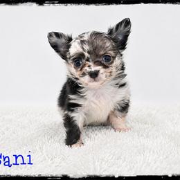 Dasani - Merle male Chihuahua puppy in Demorest, Georgia from Sourpatch Chihuahuas