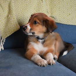 Jenny - Sable and white Old Time Scotch Collie puppy in Conifer, Colorado from Secret Spring Ranch