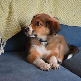 Jenny - Sable and white Old Time Scotch Collie puppy in Conifer, Colorado from Secret Spring Ranch