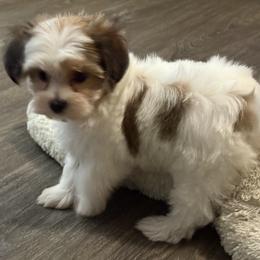 Parti Morkie Puppy Girl 1 - White and tan female Morkie puppy in Summerville, South Carolina from Our Yorkie and Morkie Puppies of Summerville, South Carolina.