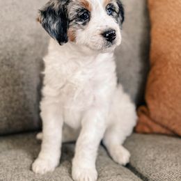 Carolina - Merle Bernedoodle puppy in Ammon, Idaho from Little Stone Bernedoodles
