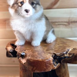Harvest - 2800 - Red female Pembroke Welsh Corgi puppy in Rozet, Wyoming from Hayday Ranch Corgis