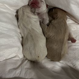 French Bulldog and Labrador Retriever Puppies from Desiree Ortiz's French Bull Dogs and Labrador Retrievers