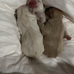 French Bulldog and Labrador Retriever Puppies from Desiree Ortiz's French Bull Dogs and Labrador Retrievers