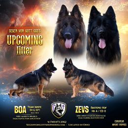 Male 2 - Black and red male German Shepherd puppy in Reno, Ohio from Segen Von Gott German Shepherd’s