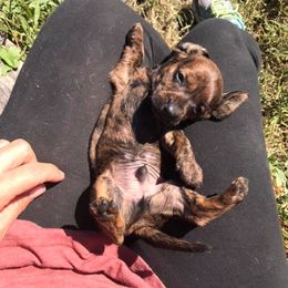 Dachshund Puppies from Hounds by Mishelle