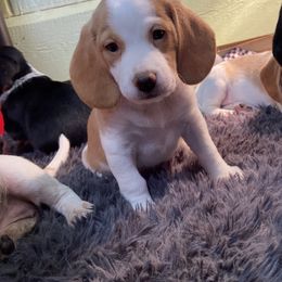 Beagle Puppies from Daisy Mountain Beagles