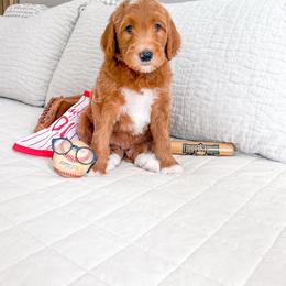 Squints - Apricot male Goldendoodle puppy in Marietta, Georgia from Reece + Co Doodles & Poodles