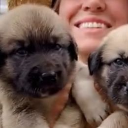 Anatolian Shepherd Dogs from Quiet Waters