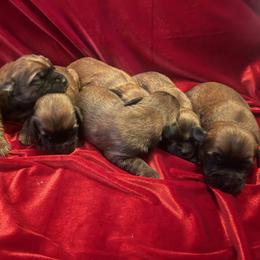 Girl 1 - female Soft Coated Wheaten Terrier puppy in Phoenix, Arizona from Arizona Desert Gold Wheatens