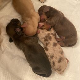 Dachshund Puppies from Hetu's Dachshunds