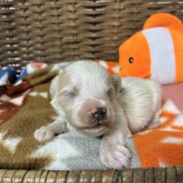 Squirt - Parti male Miniature Schnauzer puppy in Menifee, California from Moonshine’s Minis