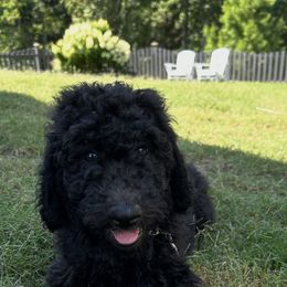 Charlie (light grey boy) - Parti male Poodle puppy in Gainesville, Georgia from Rose’s Goldendoodles & Standard Poodles