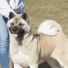 Ziva - Akita