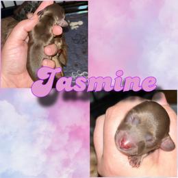 Jasmine - Chocolate female Dachshund puppy in Brazil, Indiana from King Duke Dachshunds