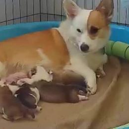 Pembroke Welsh Corgis from Dixieland Corgis