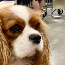 Girl 1 - Cavalier King Charles Spaniel puppy in Mt. Ulla, North Carolina from Divine Cavaliers