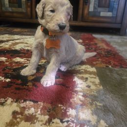 Chucky - Apricot male Goldendoodle puppy in Tavares, Florida from Spirited Doodles