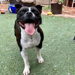 Staffordshire Bull Terriers from Sassafras’s Staffords