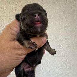 Godiva - Tricolors female French Bulldog puppy in Porter, Texas from Whatabulldog