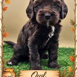 Owl - Sable male Goldendoodle puppy in Hendersonville, North Carolina from Kim's Cove