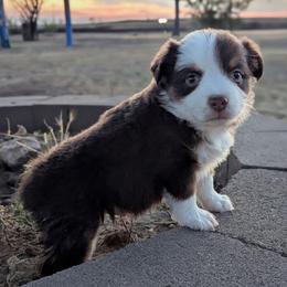 Hickory - Red tri male Toy Australian Shepherd puppy in Mountain Home, Idaho from LJK Boxers & Toy Aussies