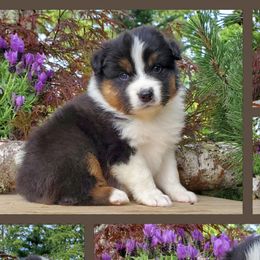 Flyer - Black tri-color Australian Shepherd puppy in Olympia, Washington from Echelon Australian Shepherds