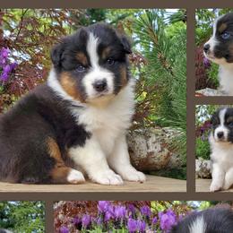 Flyer - Black tri-color Australian Shepherd puppy in Olympia, Washington from Echelon Australian Shepherds