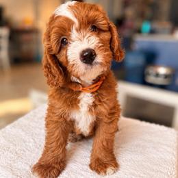 Aspen - Red male Bernedoodle puppy in Glendale, Arizona from CocoLove Doodles