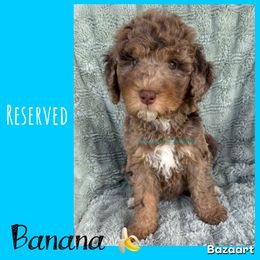 Banana - Merle female Bernedoodle puppy in Godwin, North Carolina from Farm Sweet Farm Doodles