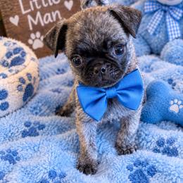 Rocky - Brindle male Pug puppy in Hampstead, North Carolina from Delta pug puppies
