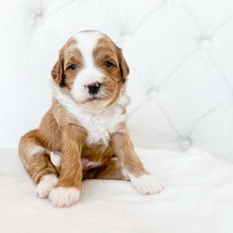 Apollo - Red  male Goldendoodle puppy in Sterling, Illinois from Charley's Goldendoodles