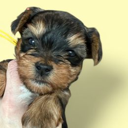 Yorkshire Terriers from Yorkies On The Side