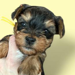 Yorkshire Terriers from Yorkies On The Side