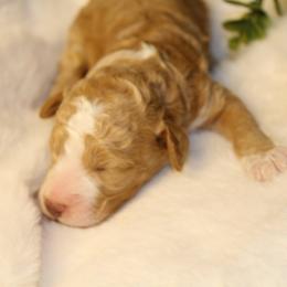 Red Female - Red  female Poodle puppy in Belgreen, Alabama from Scott’s Farm Poodles and Doodles