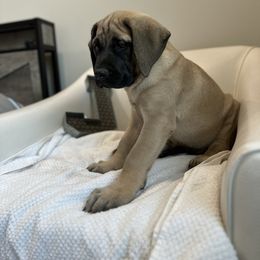 Mastiff Puppies from MLJ Mastiffs Florida