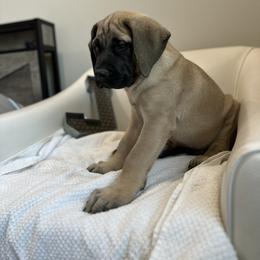 Mastiff Puppies from MLJ Mastiffs Florida
