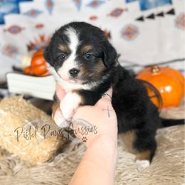 Faye - Black tri female Toy Australian Shepherd puppy in Liberty Hill, Texas from Pistol Paws Aussies