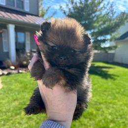 Mya - Orange sable female Pomeranian puppy in Waterloo, Indiana from Garcias Pomeranian