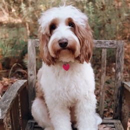 Honey - Goldendoodle