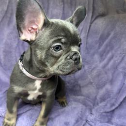 Mochi - Tricolors female French Bulldog puppy in Miami, Florida from Kehaulani's French Bulldogs